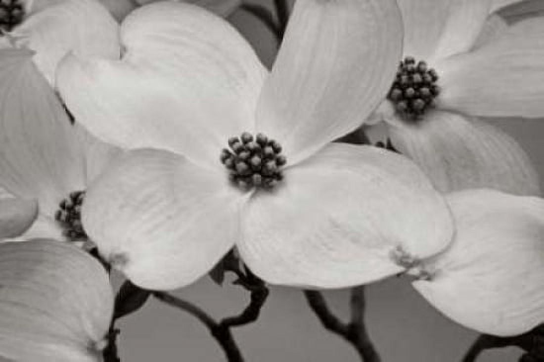 Dogwood Delicacy III BandW Canvas Art - Vitaly Geyman (24 x 36)