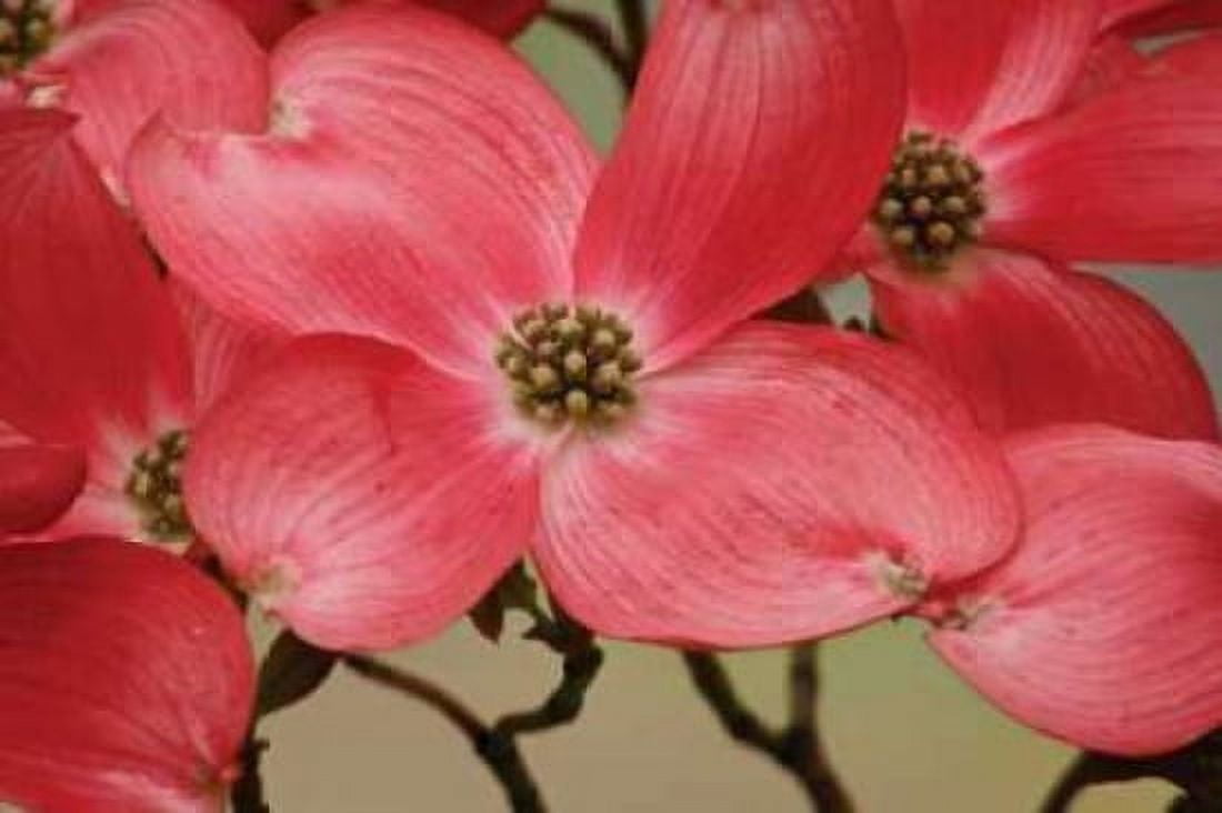 Dogwood Delicacy III Canvas Art - Vitaly Geyman (24 x 36)