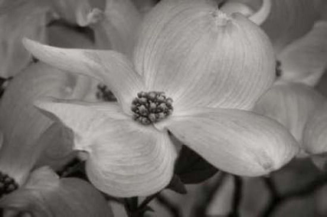 Dogwood Delicacy IV BandW Canvas Art - Vitaly Geyman (24 x 36)