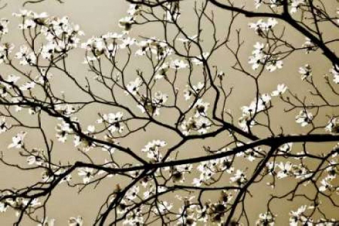 Dogwood I Canvas Art - Alan Hausenflock (12 x 18)
