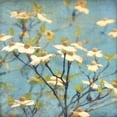 thumbnail image 1 of Dogwood I Poster Print by Amy Melious, 1 of 2
