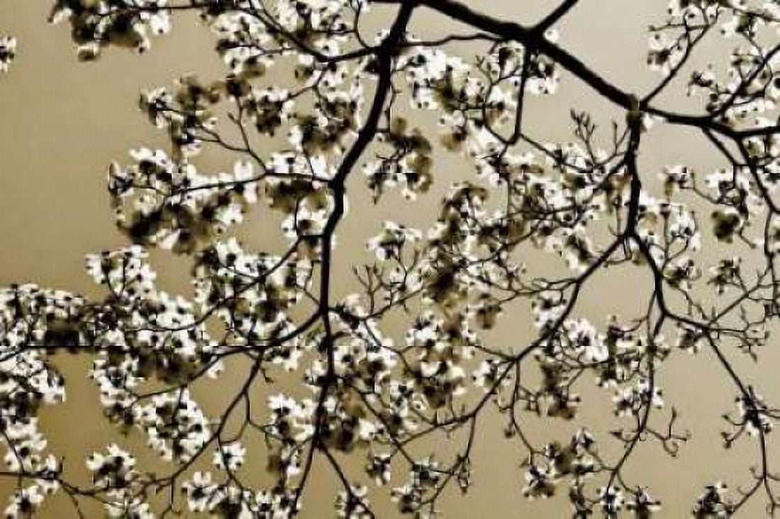 Dogwood II Canvas Art - Alan Hausenflock (12 x 18)