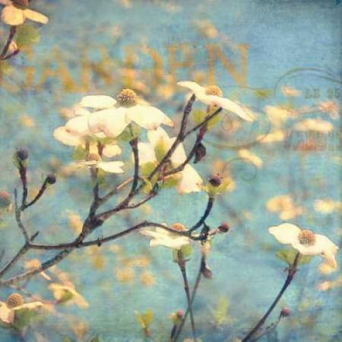 Dogwood II Canvas Art - Amy Melious (24 x 24)