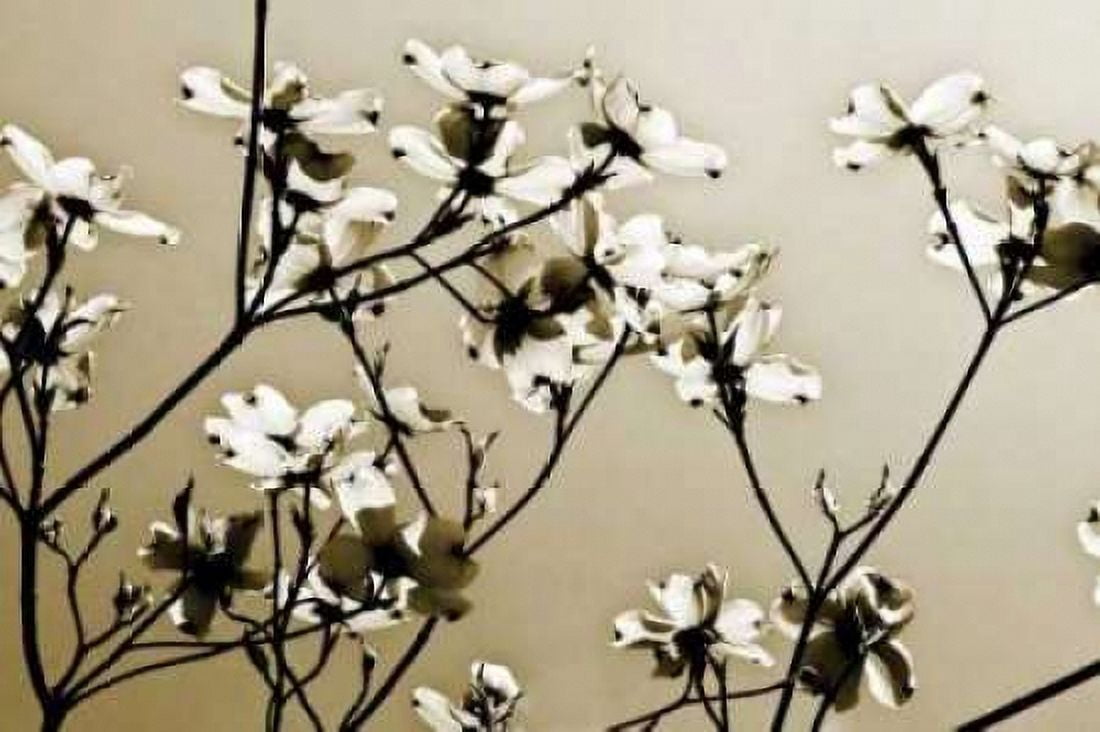 Dogwood III Canvas Art - Alan Hausenflock (12 x 18)