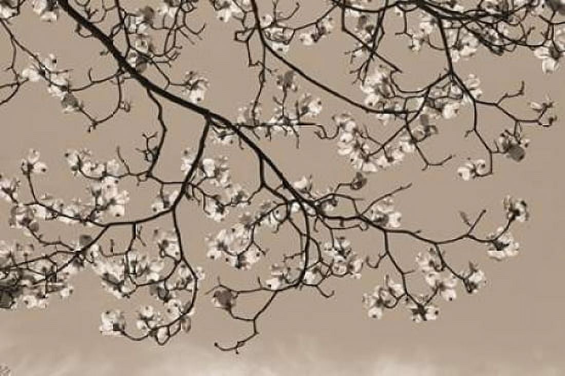 Dogwood Silhouette 1 Canvas Art - Marlana Semenza (12 x 18)
