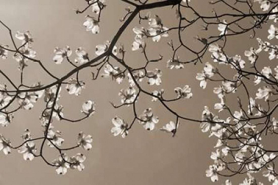 Dogwood Silhouette 2 Canvas Art - Marlana Semenza (12 x 18)