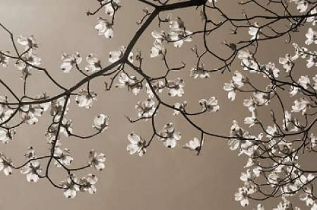 Dogwood Silhouette 2 Canvas Art - Marlana Semenza (24 x 36)
