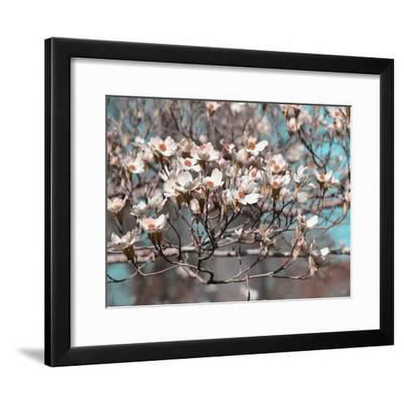Dogwood Spring II, Botanical Framed Art Print Wall Art by Sharon Chandler Sold by Art.Com
