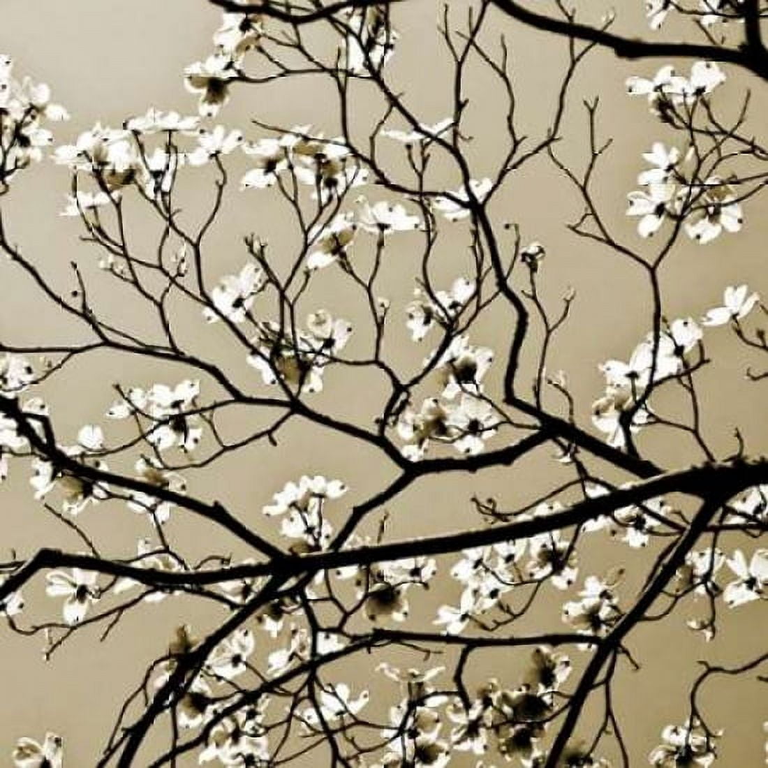 Dogwood Square I Canvas Art - Alan Hausenflock (24 x 24)