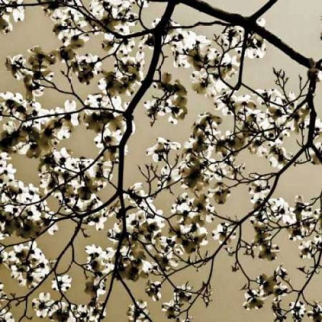 Dogwood Square II Canvas Art - Alan Hausenflock (24 x 24)