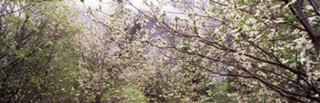 Dogwood Trees Yosemite National Park California Canvas Art - Panoramic Images (38 x 12)
