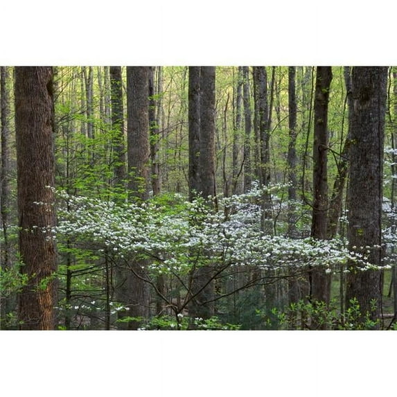 Dogwood Trees in A Forest Little River Tremont Great Smoky Mountains National Park Tennessee USA Poster Print - 18 x 24