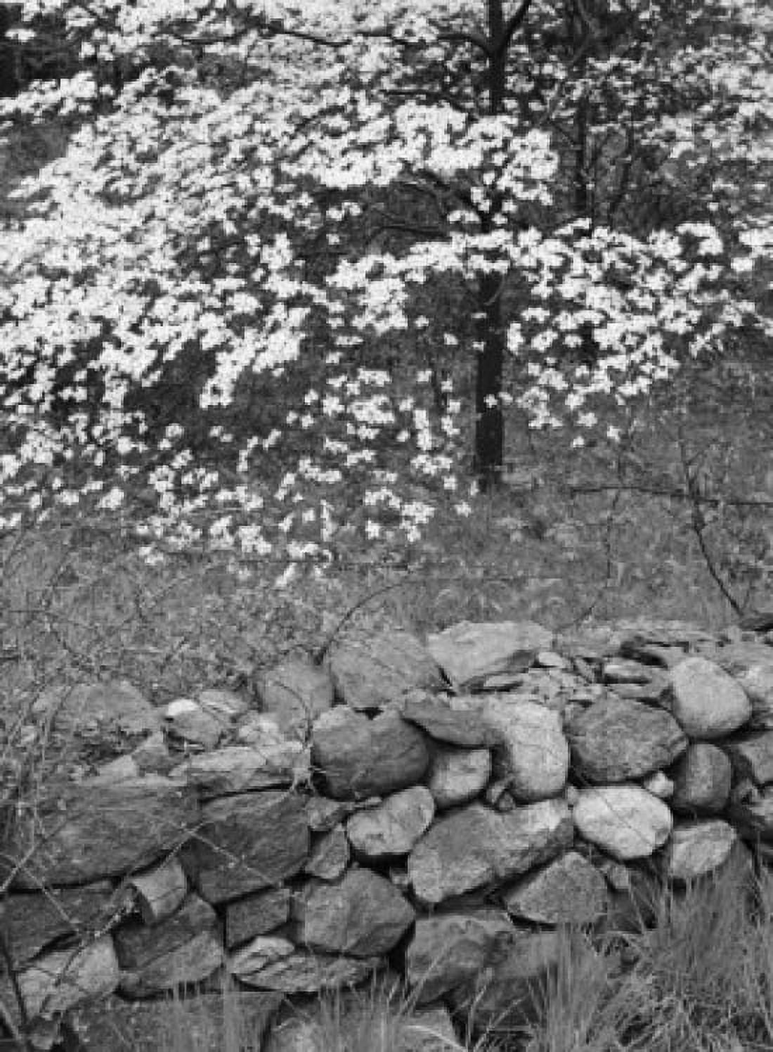 Dogwood and rock garden Canvas Art - (24 x 36)