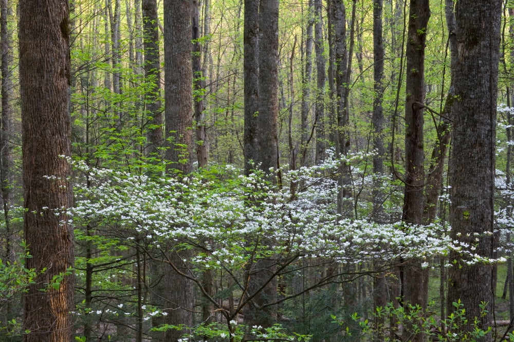 Dogwood trees in a forest Little River Tremont Great Smoky Mountains National Park Tennessee USA Canvas Art - Panoramic Images (18 x 24)