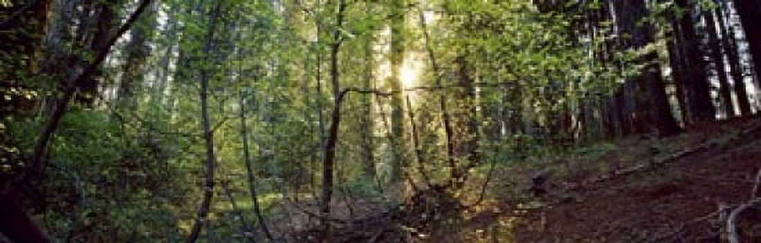 Dogwood trees in a forest Sequoia National Park California USA Canvas Art - Panoramic Images (18 x 6)
