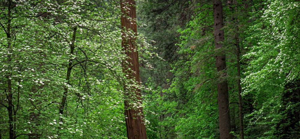 Dogwood trees in springtime at Yosemite National Park California USA Canvas Art - Panoramic Images (12 x 36)