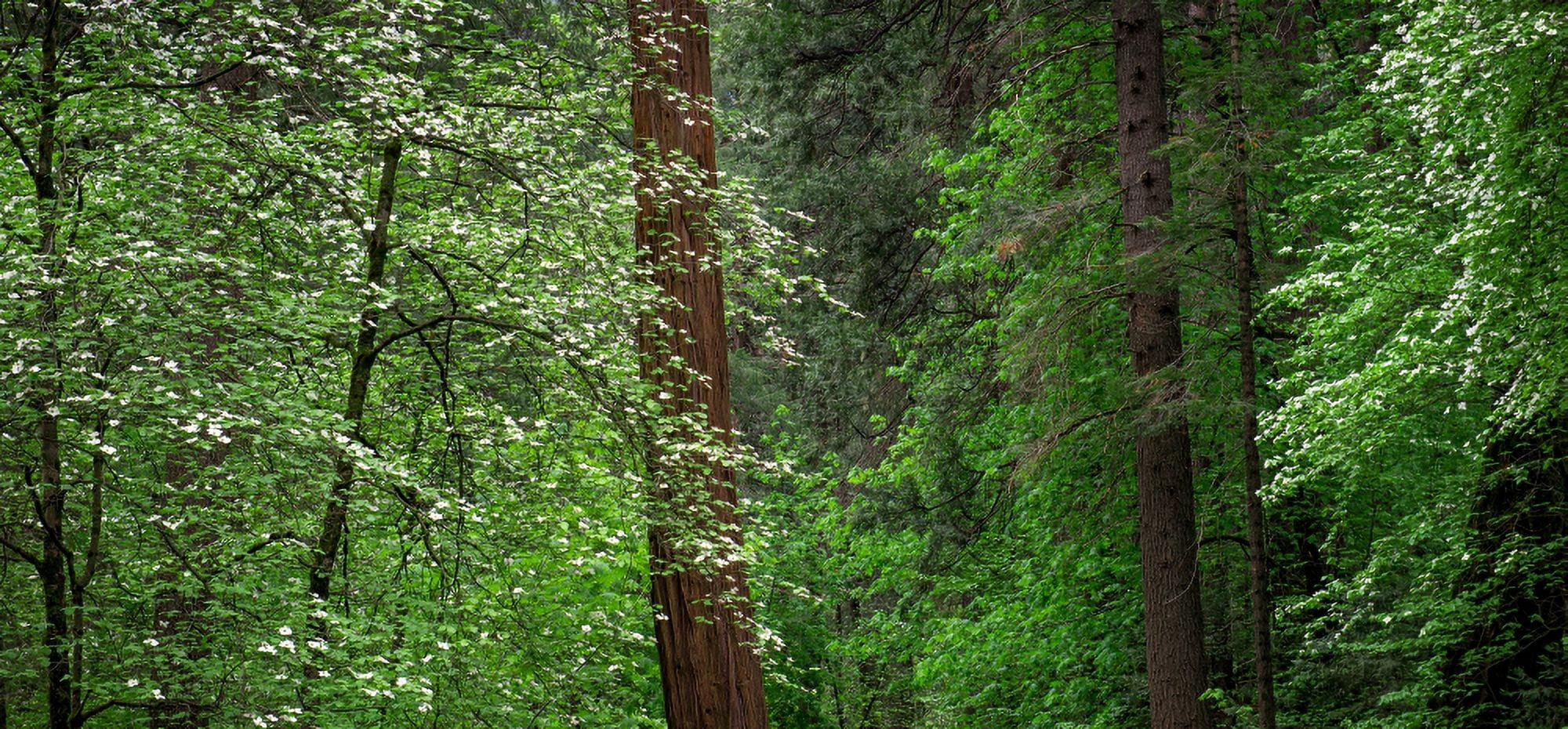 Dogwood trees in springtime at Yosemite National Park California USA Canvas Art - Panoramic Images (9 x 27)