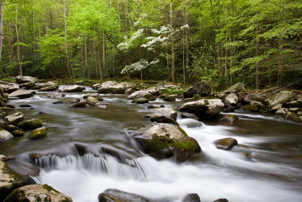 Dogwood trees in spring along Middle Prong Little River Tremont Great Smoky Mountains National Park Tennessee USA Canvas Art - Panoramic Images (18 x 24)