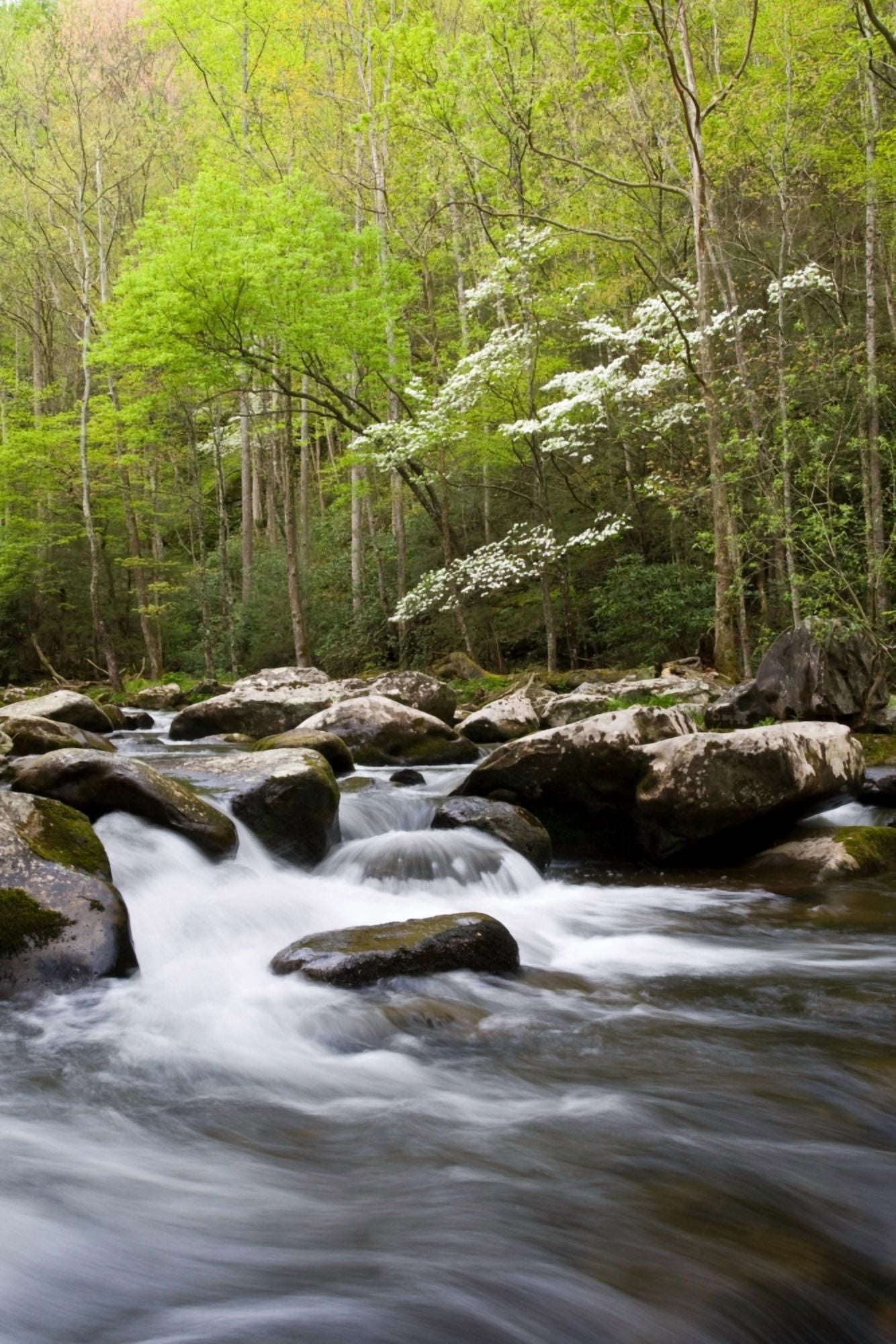 Dogwood trees in spring along Middle Prong Little River Tremont Great Smoky Mountains National Park Tennessee USA Canvas Art - Panoramic Images (18 x 24)