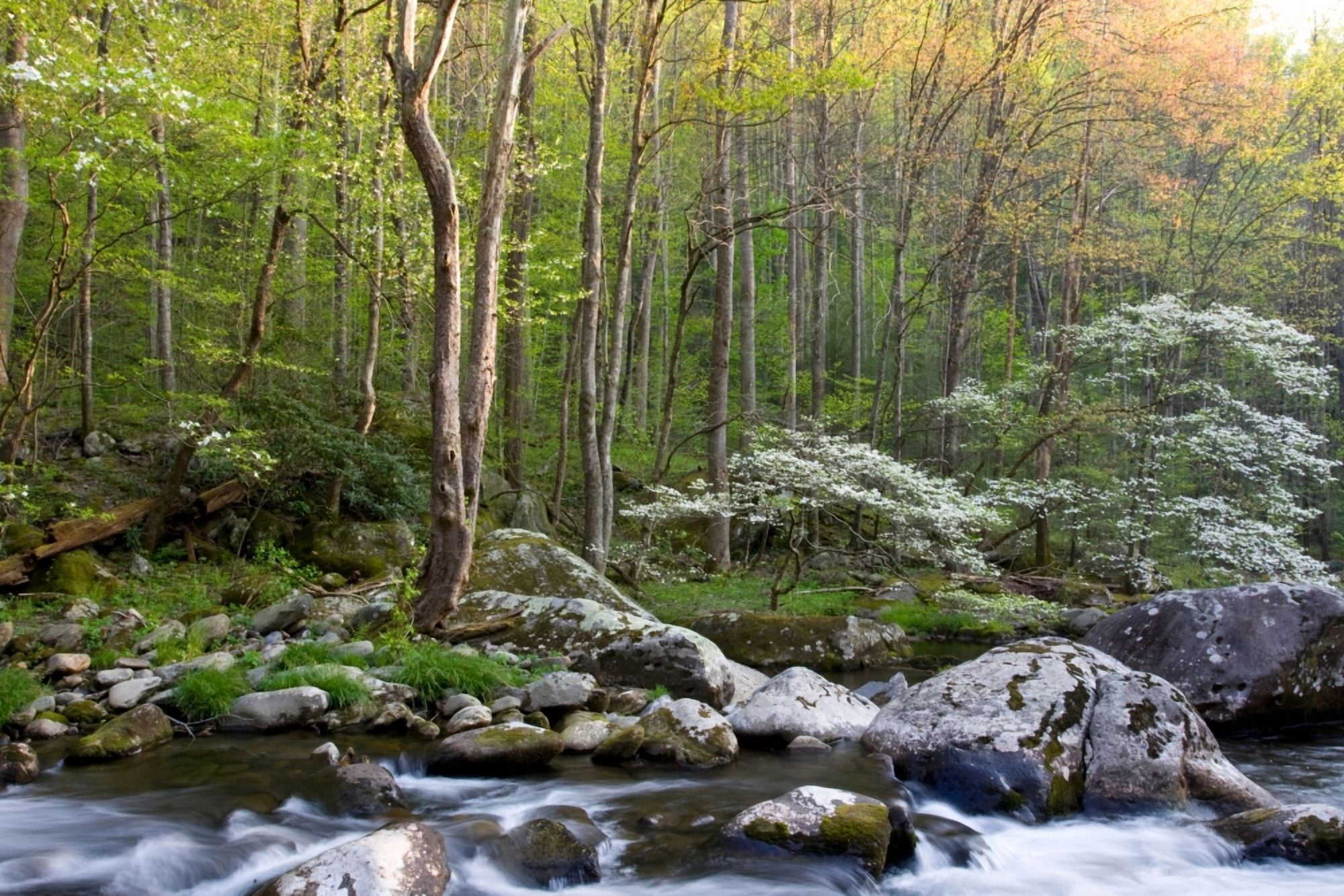 Dogwood trees in spring along Middle Prong Little River Tremont Great Smoky Mountains National Park Tennessee USA Canvas Art - Panoramic Images (24 x 36)