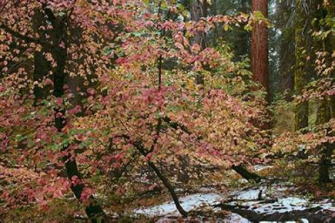 Dogwoods and Sequoia Canvas Art - Alain Thomas (12 x 18)