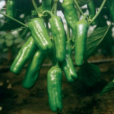 Dolcetto "Little Sweet One" Italian Peperoncini Frying Heirloom Pepper Premium Seeds Packet