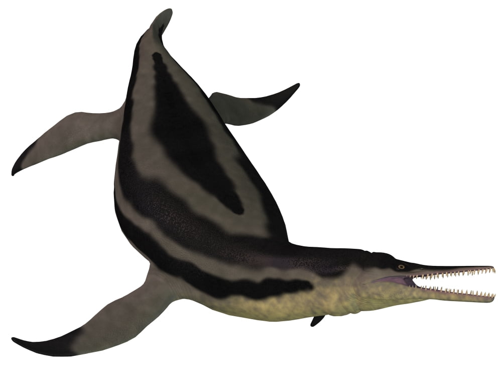 Dolichorhynchops an extinct genus of short-neck Plesiosaur Canvas Art - Corey FordStocktrek Images (17 x 13)