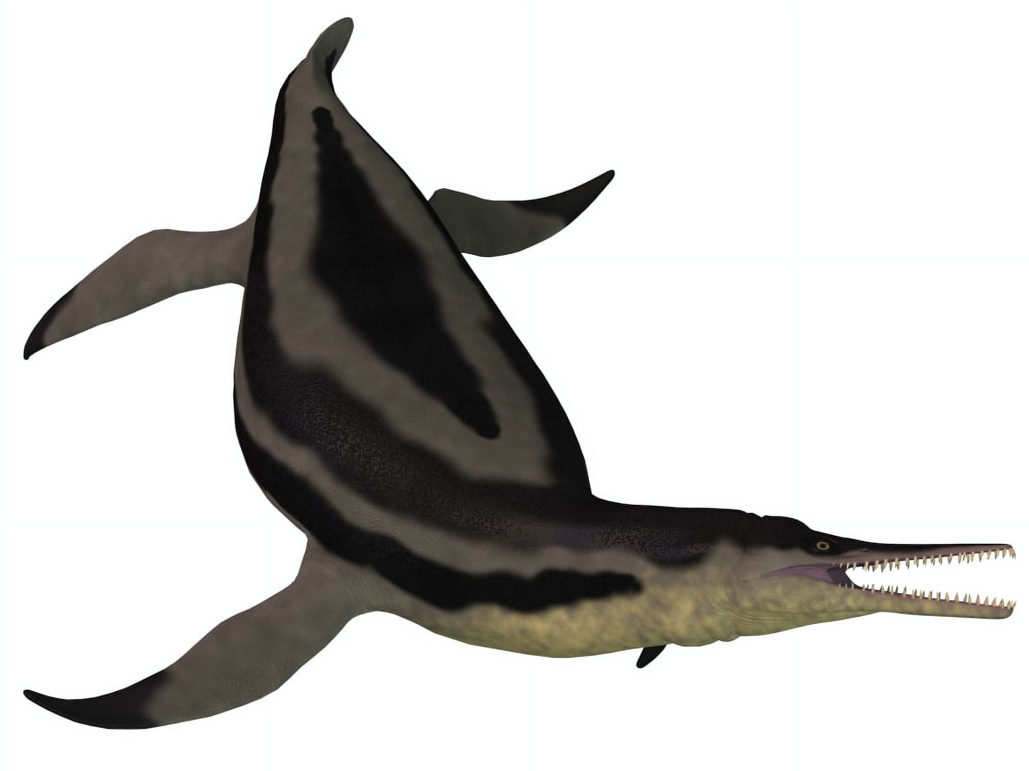 Dolichorhynchops an extinct genus of short-neck Plesiosaur Canvas Art - Corey FordStocktrek Images (33 x 25)