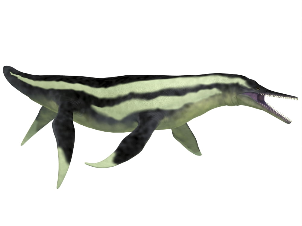Dolichorhynchops marine reptile from the prehistoric era Canvas Art - Corey FordStocktrek Images (33 x 25)
