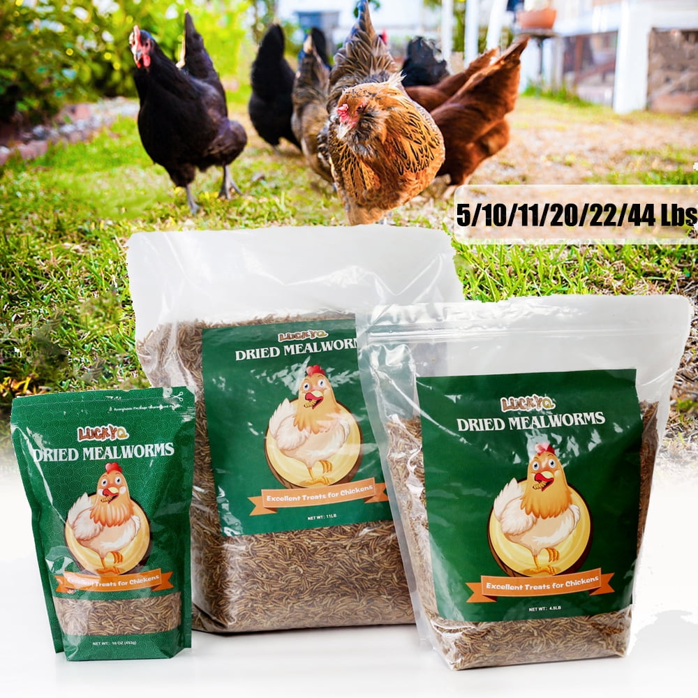 Dolift 100 NonGMO Dried Mealworms 10Lbs HighProtein Treats Natural