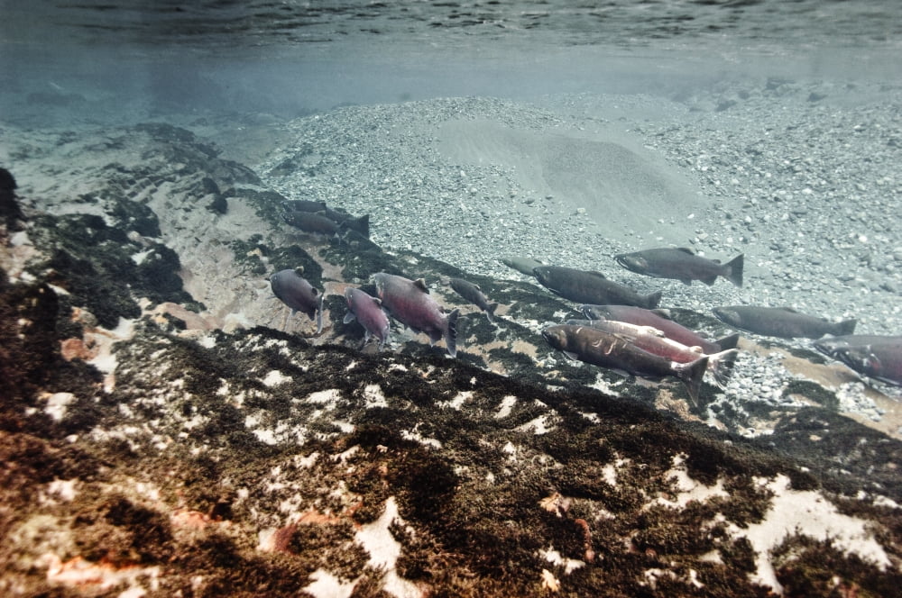 Dolly Varden Char With Coho Salmon Schooling In Pool On Spawning Grounds Copper River Delta Prince William Sound Southcentral Alaska Canvas Art - Thomas Kline Design Pics (34 x 22)