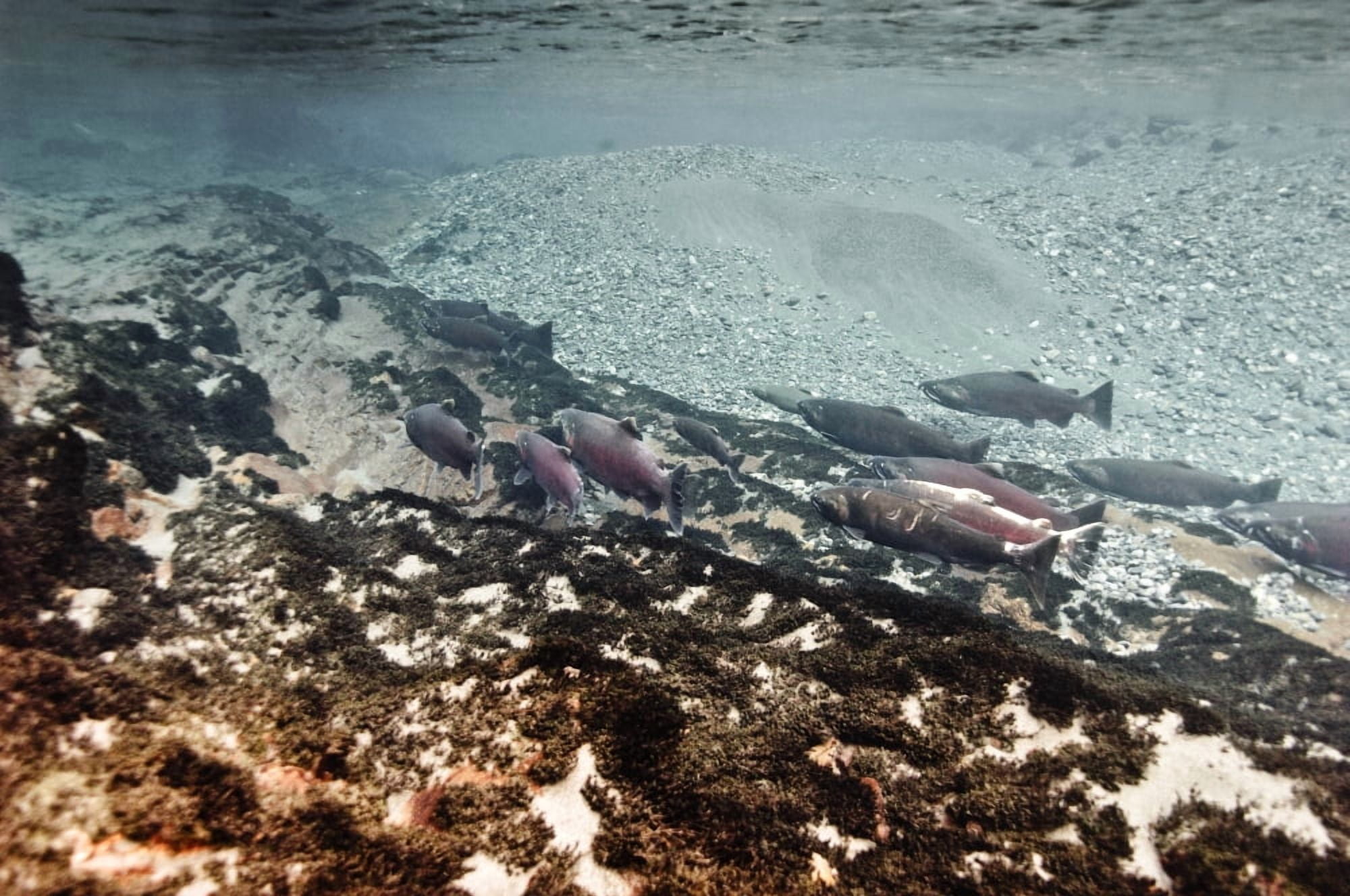 Dolly Varden Char With Coho Salmon Schooling In Pool On Spawning Grounds Copper River Delta Prince William Sound Southcentral Alaska Canvas Art - Thomas Kline Design Pics (17 x 11)