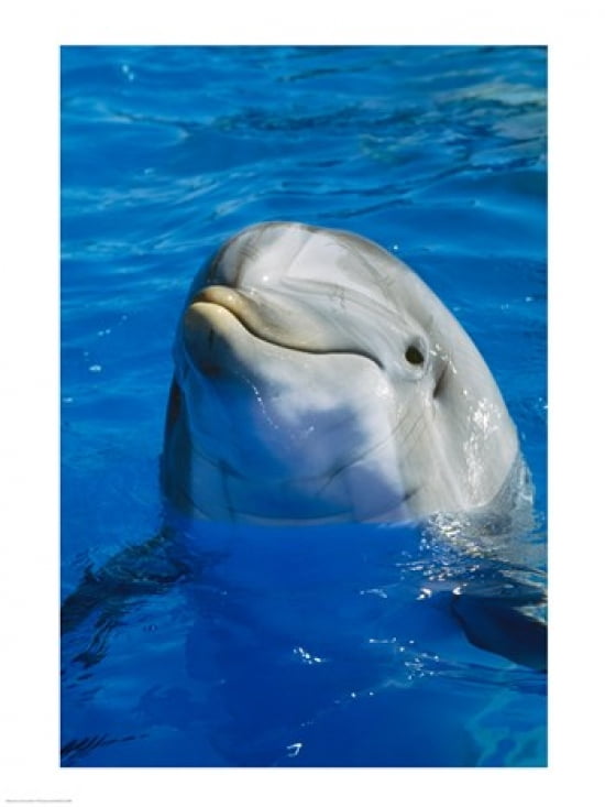 Dolphin Canvas Art - (18 x 24)