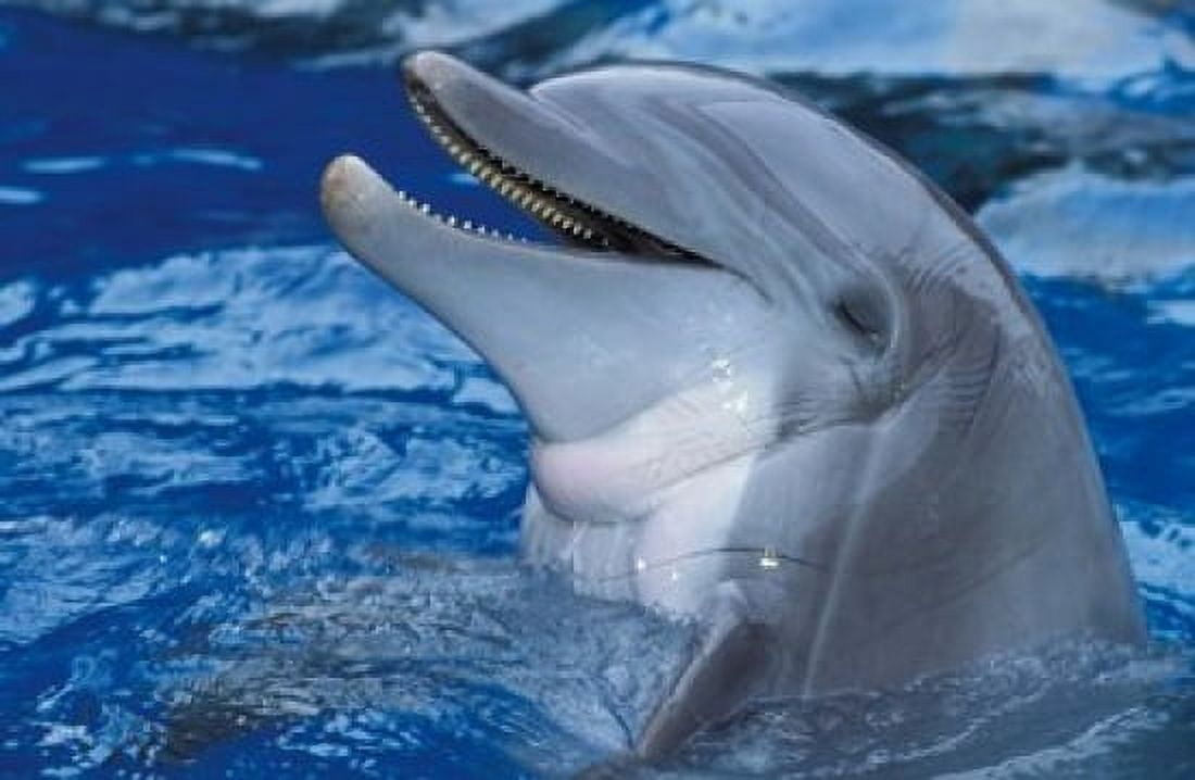 Dolphin Canvas Art - Panoramic Images (19 x 12)