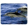 thumbnail image 1 of Dolphin Coasters, 1 of 1