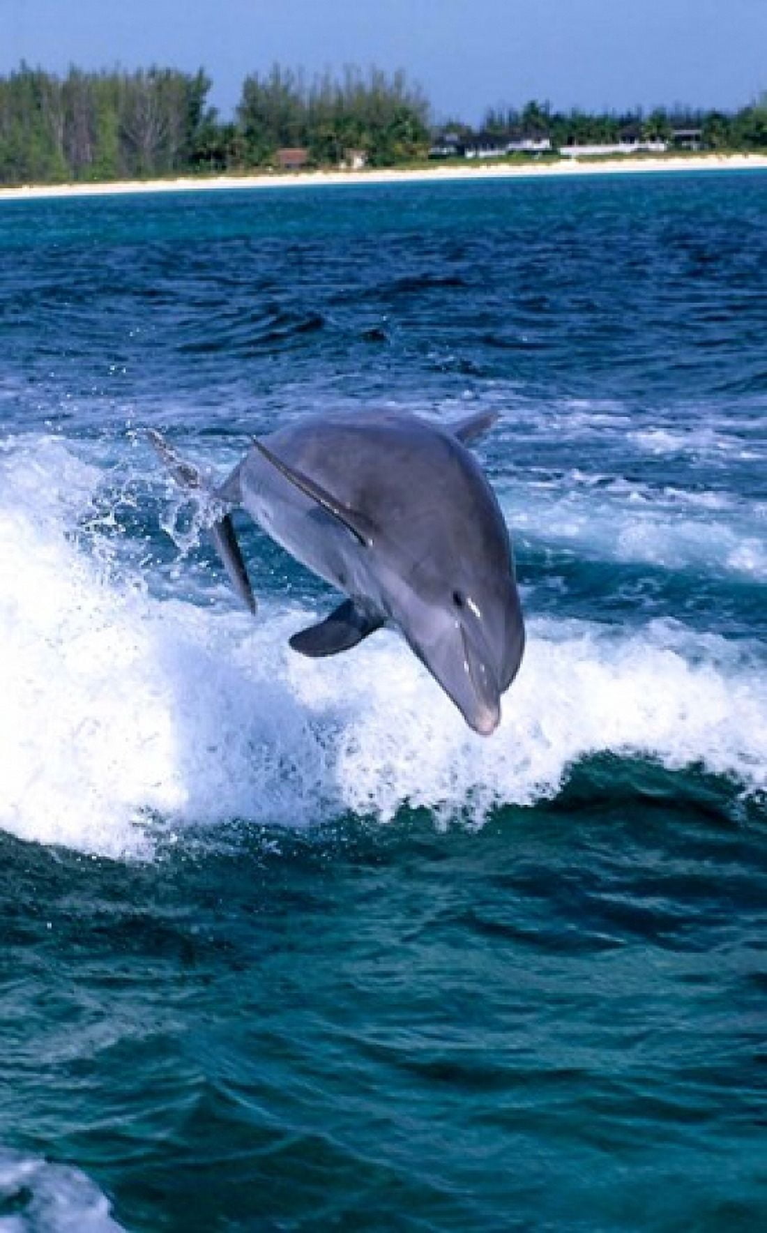 Dolphin Jumping Grand Bahama Bahamas Canvas Art - Michael DeFreitas DanitaDelimont (22 x 35)