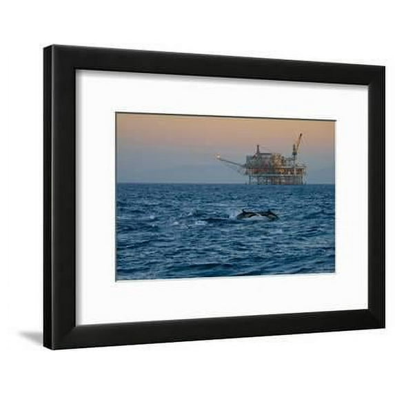 Dolphin Pod Leap Near Oil Derrick, Catalina Channel, California, USA, Animals Scenic World Culture Framed Art Print Wall Art by Peter Bennett Sold by Art.Com