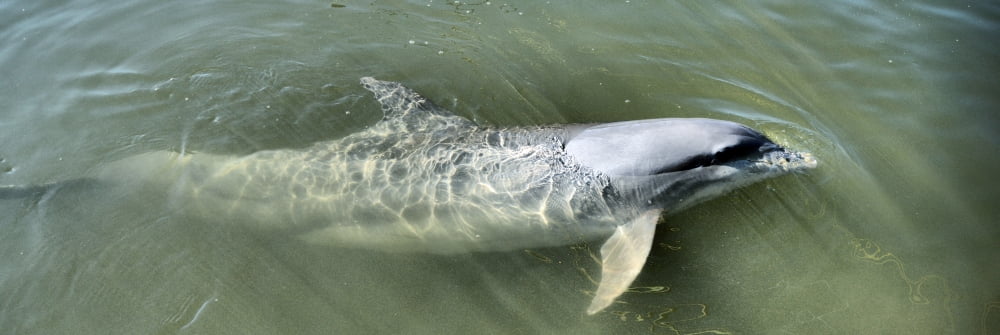 Dolphin swimming in the sea Varadero Matanzas Province Cuba Canvas Art - Panoramic Images (27 x 9)