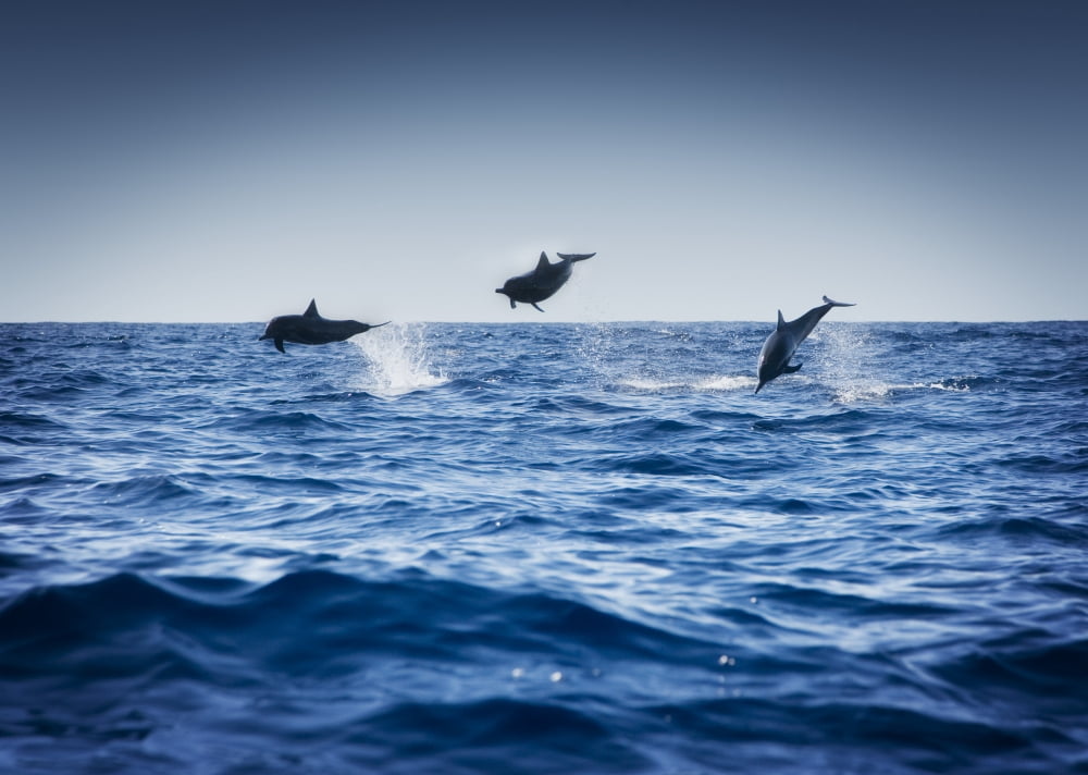 Dolphins Playing In The Ocean Canvas Art - Darren Greenwood Design Pics (18 x 12)