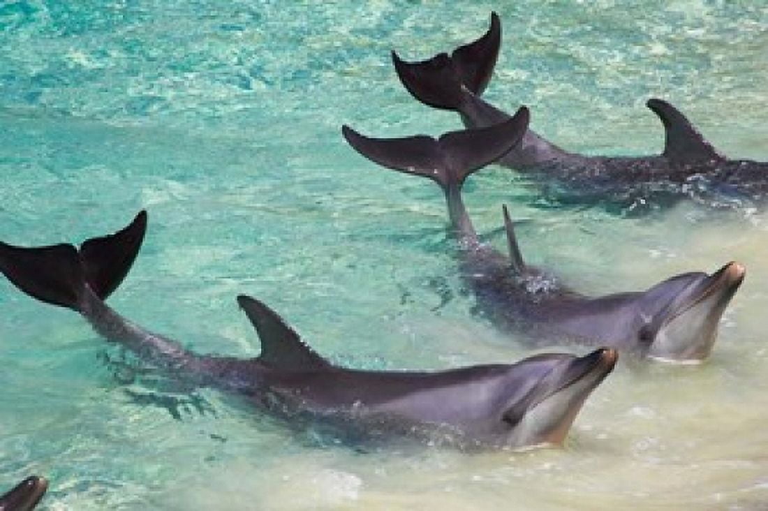 Dolphins Sea World Gold Coast Queensland Australia Canvas Art - David Wall DanitaDelimont (26 x 17)