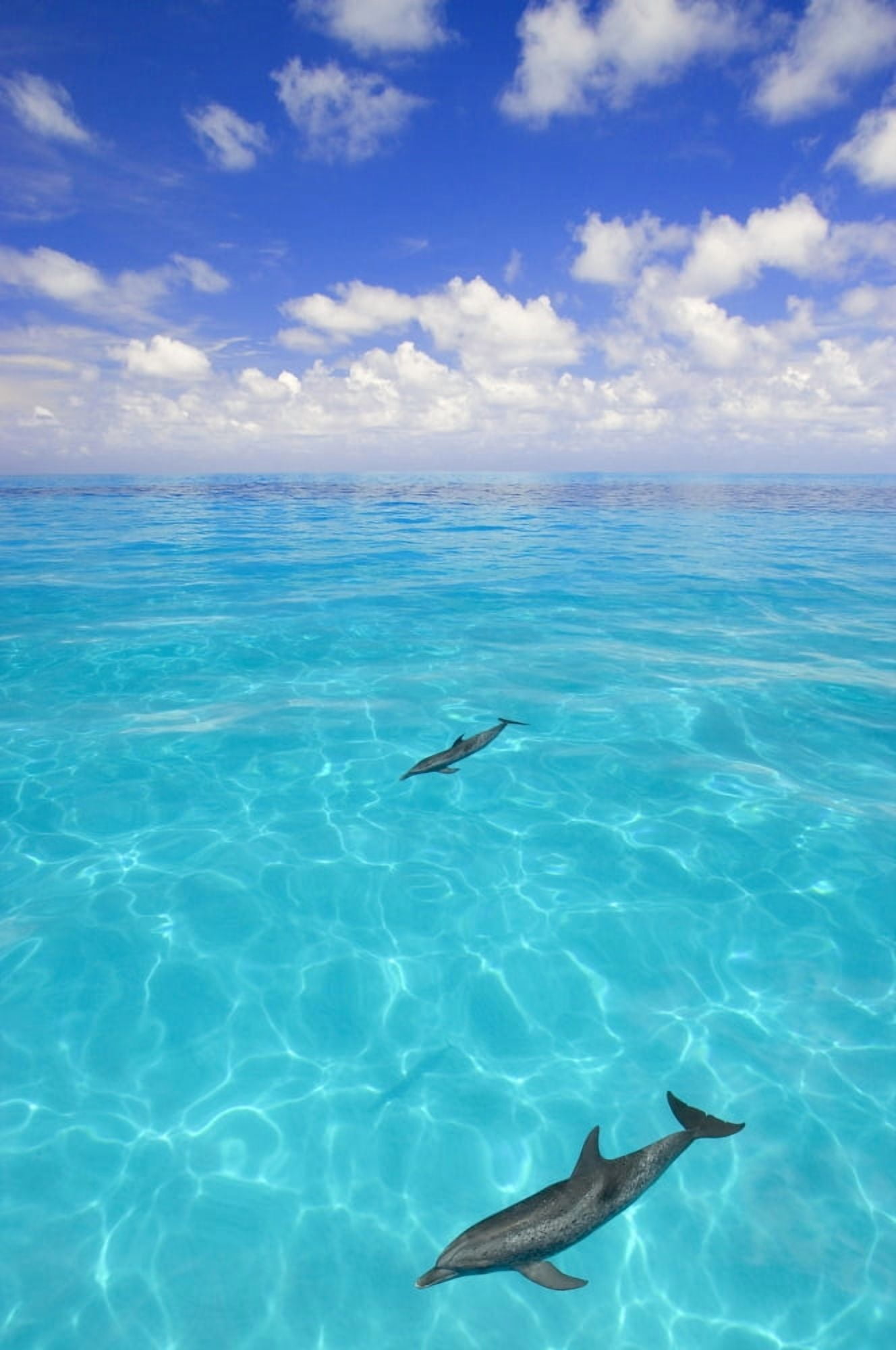 Dolphins Swimming Canvas Art - Carson Ganci Design Pics (11 x 17)