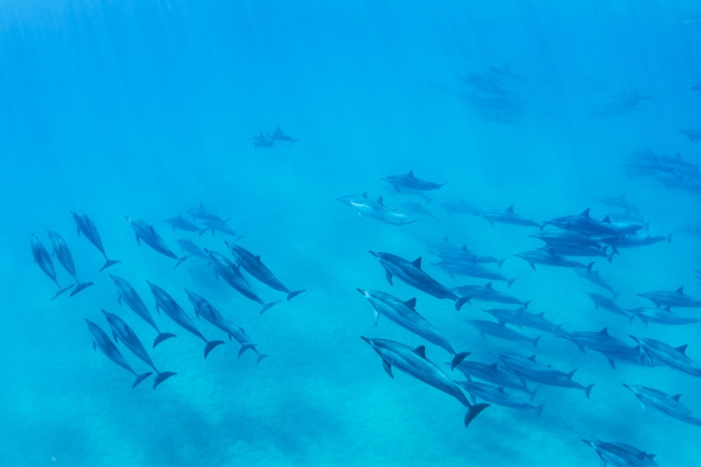 Dolphins Swimming in the Ocean Amazing Underwater View Canvas Art - Design Pics Vibe Design Pics (17 x 11)