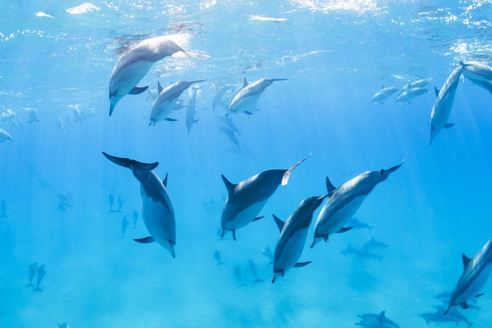 Dolphins Swimming in the Ocean Amazing Underwater View Canvas Art - Design Pics Vibe Design Pics (17 x 11)