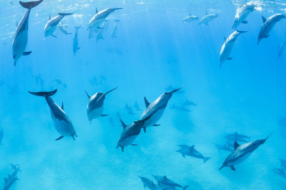 Dolphins Swimming in the Ocean Amazing Underwater View Canvas Art - Design Pics Vibe Design Pics (34 x 22)
