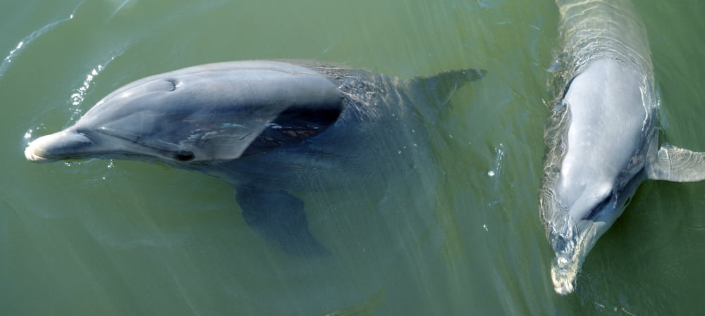 Dolphins in the sea Varadero Matanzas Province Cuba Canvas Art - Panoramic Images (27 x 9)