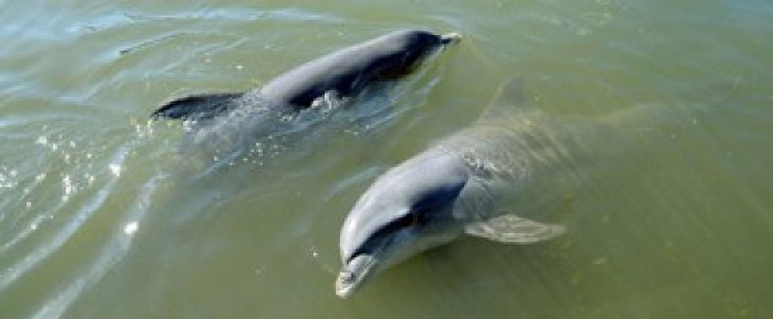Dolphins in the sea Varadero Matanzas Province Cuba Canvas Art - Panoramic Images (30 x 13)