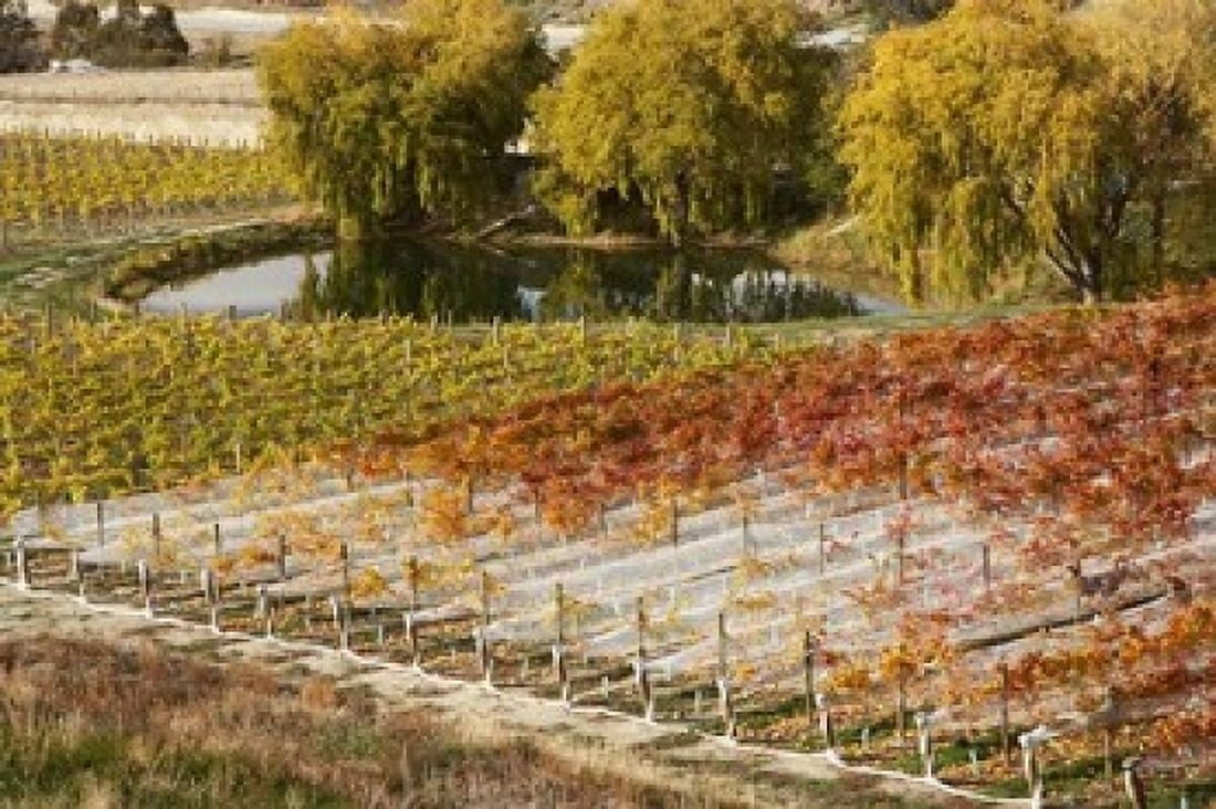 Domain Road Vineyard Bannockburn Central Otago South Island New Zealand Canvas Art - David Wall DanitaDelimont (17 x 11)
