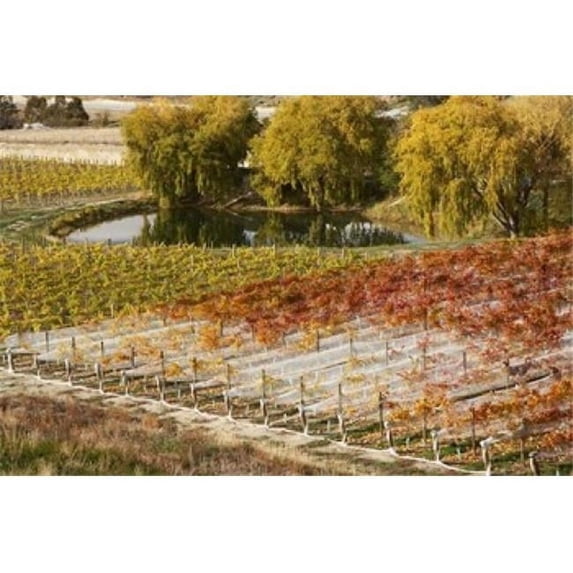 Domain Road Vineyard Bannockburn Central Otago South Island New Zealand Print by David Wall