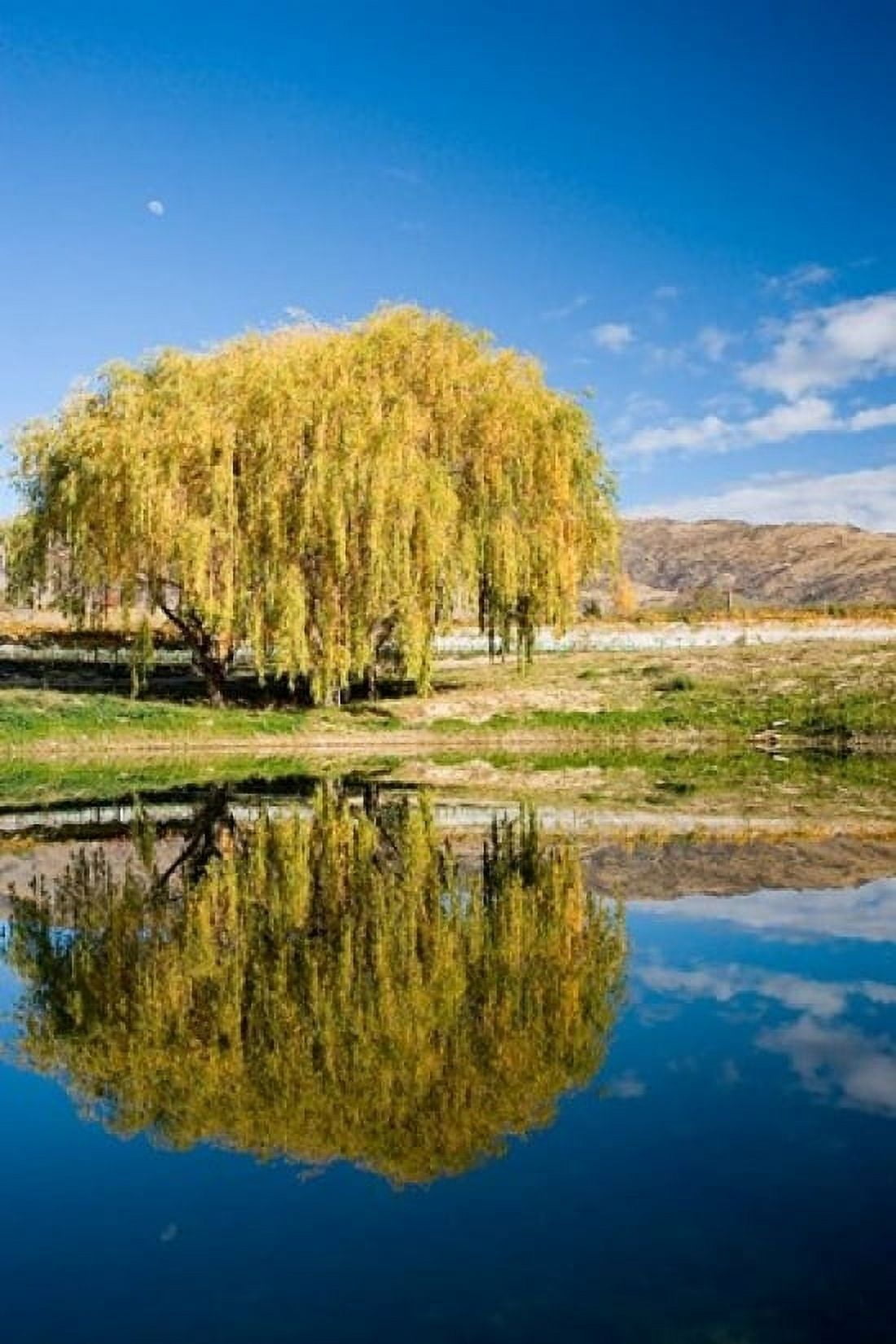 Domain Road Vineyard Bannockburn South Island New Zealand Canvas Art - David Wall DanitaDelimont (12 x 17)