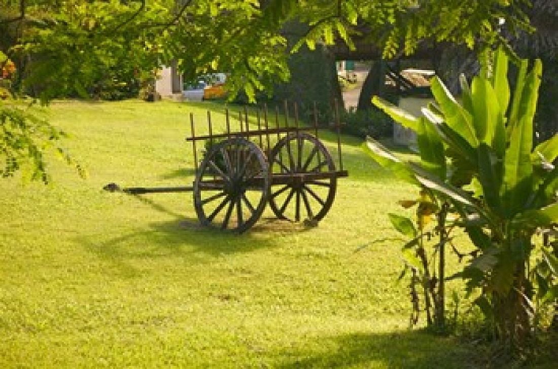 Domaine de Severin Rum Distillery and Sugar Cane Cart Guadaloupe Caribbean Canvas Art - Walter Bibikow DanitaDelimont (26 x 17)